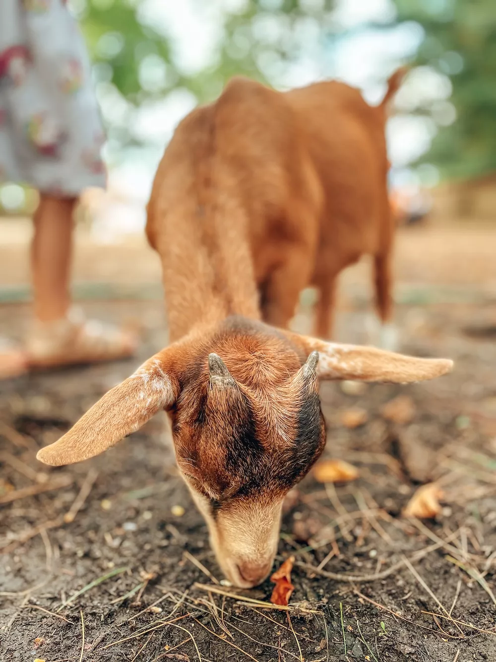 Geit op een kinderboerderij