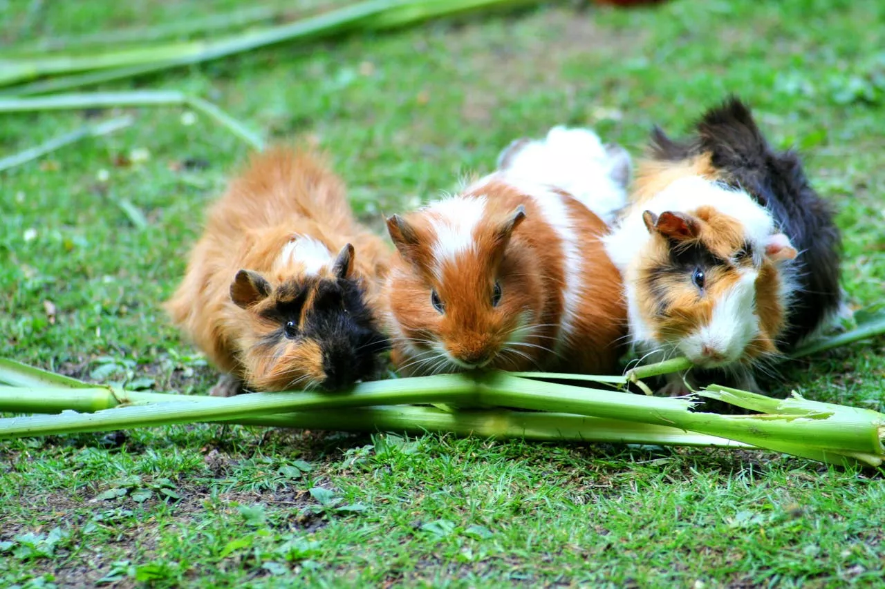 Hamster